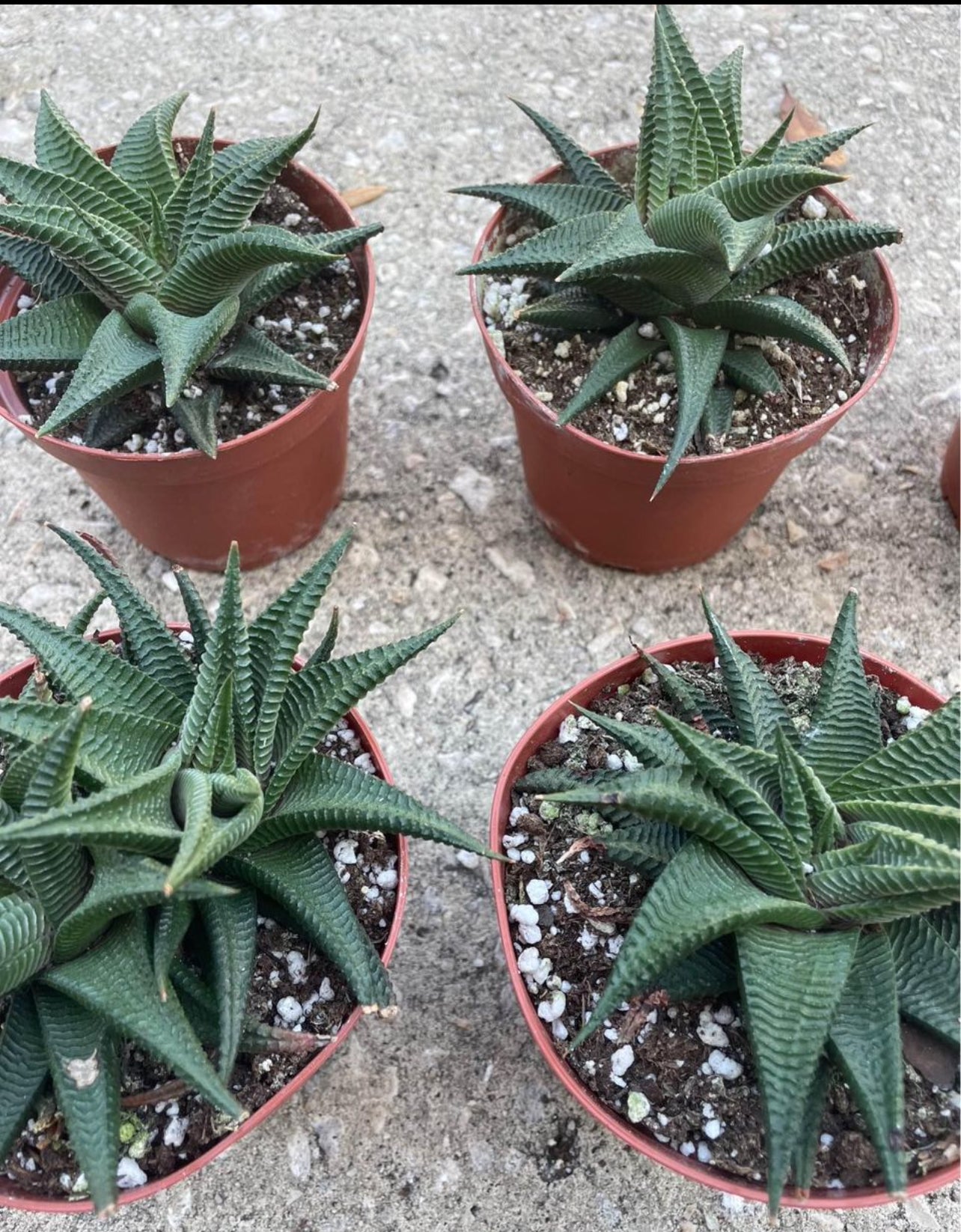 Assorted Haworthia