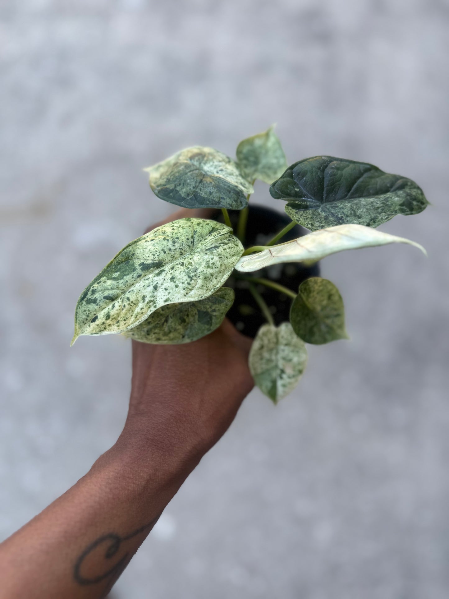 Alocasia Baginda Dragon Scale Variegated Mint