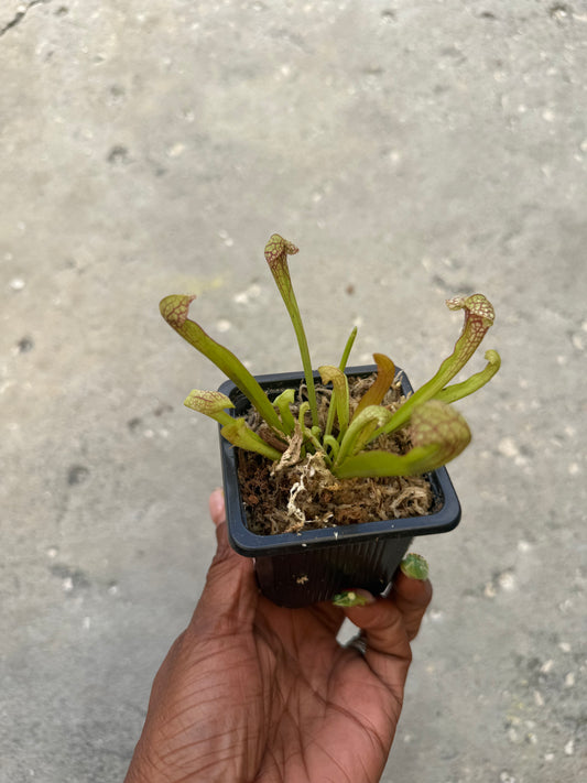 Sarracenia ‘Scarlet Belle’