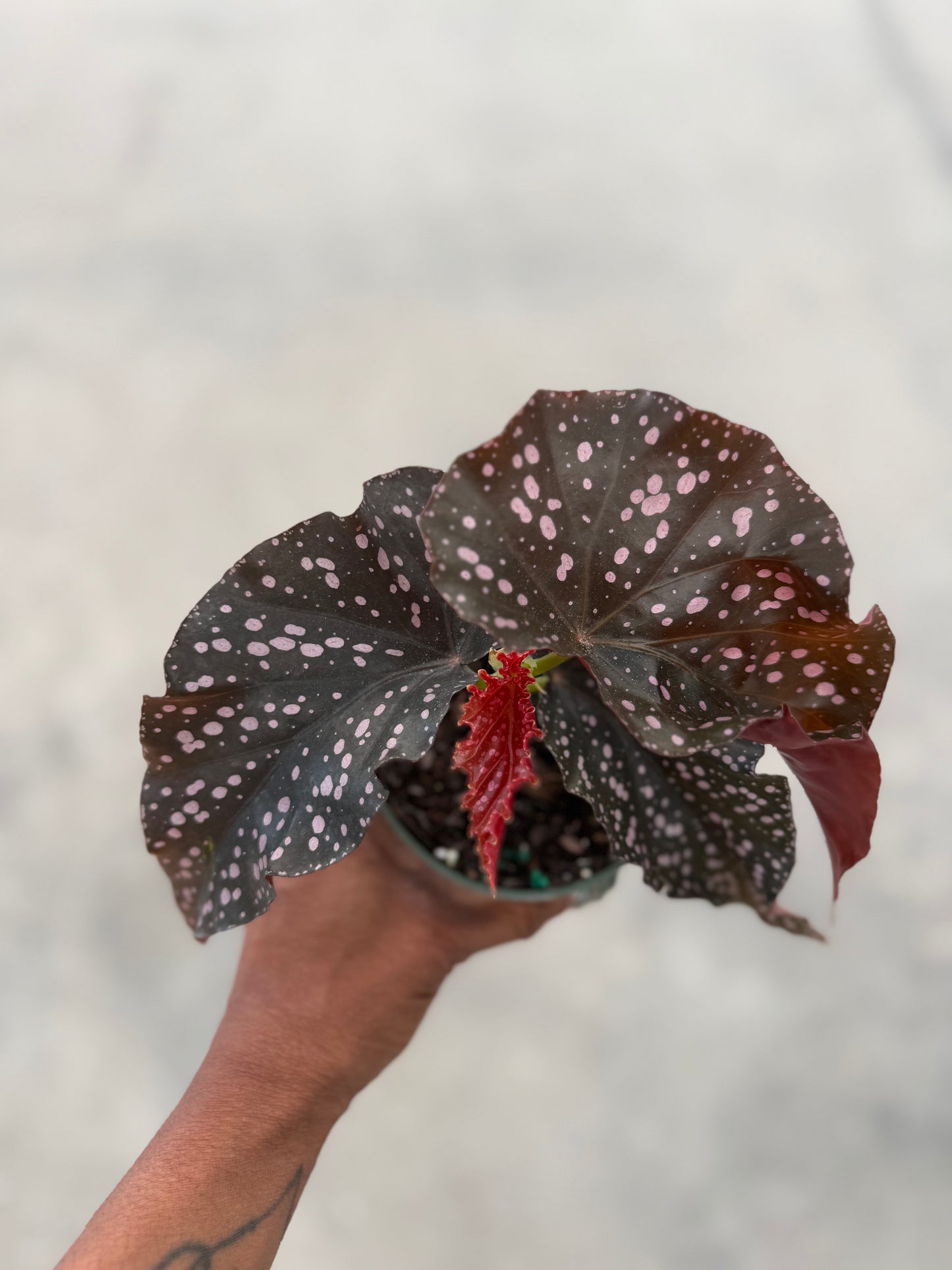 Begonia Crackling Rosie