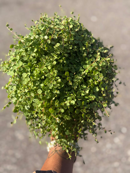 Peperomia Prostrata 'String of Turtles'