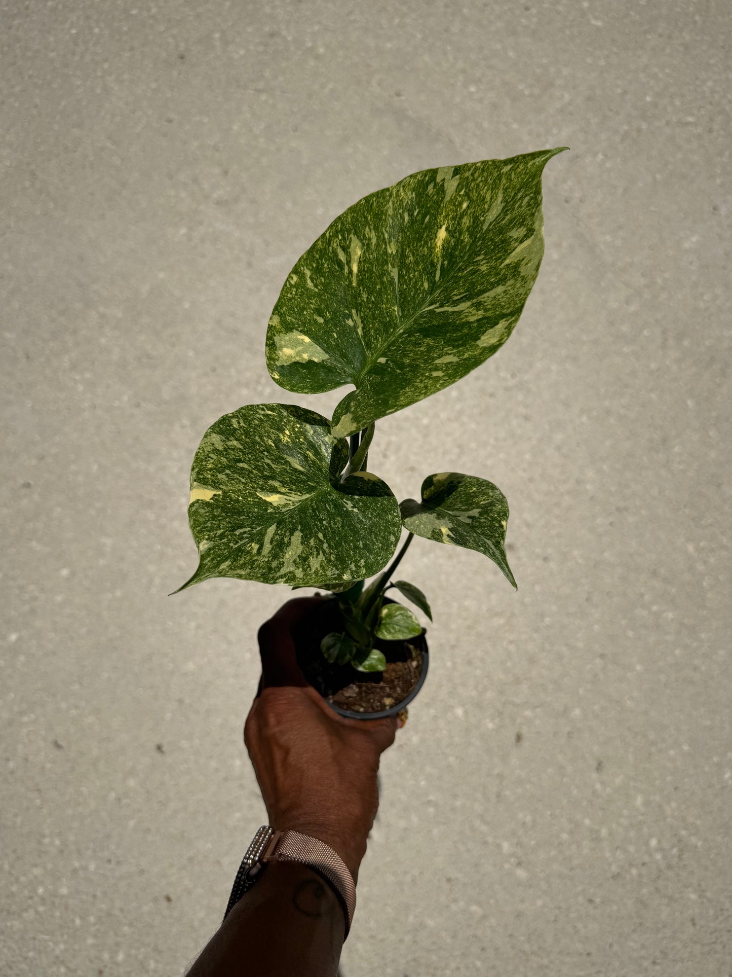 Monstera Legacy