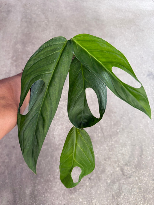 Monstera Obliqua Colombia