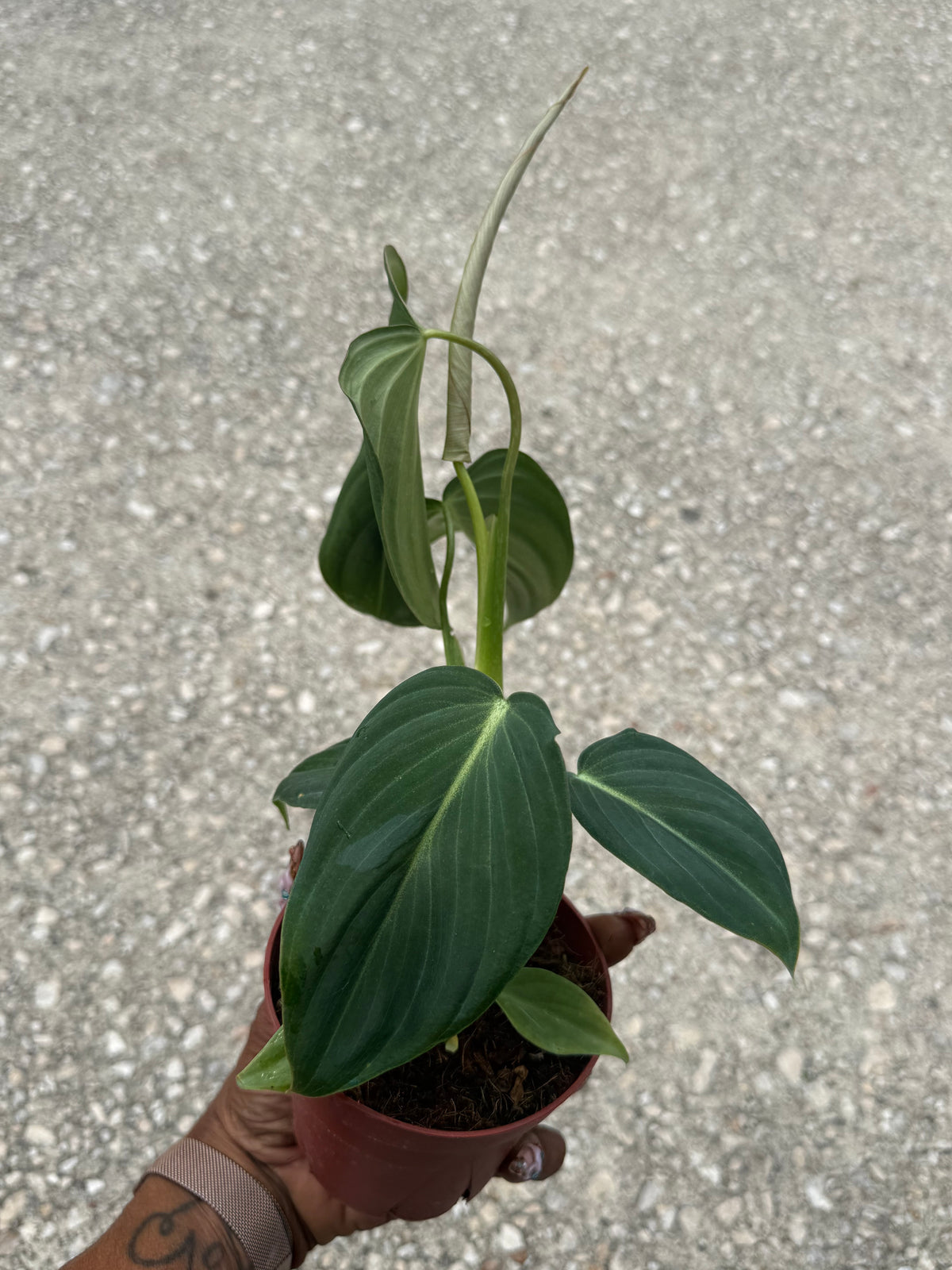 Philodendron Glorious