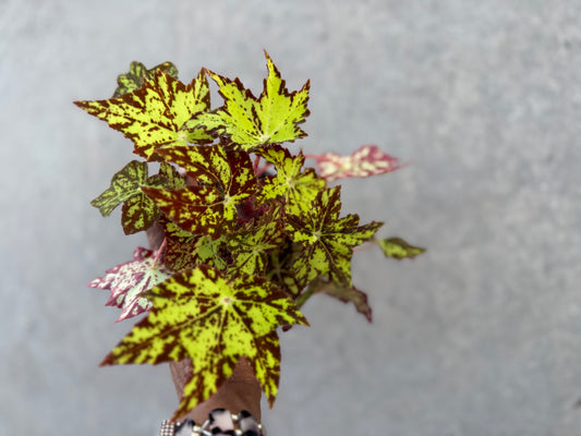 Begonia Geometry