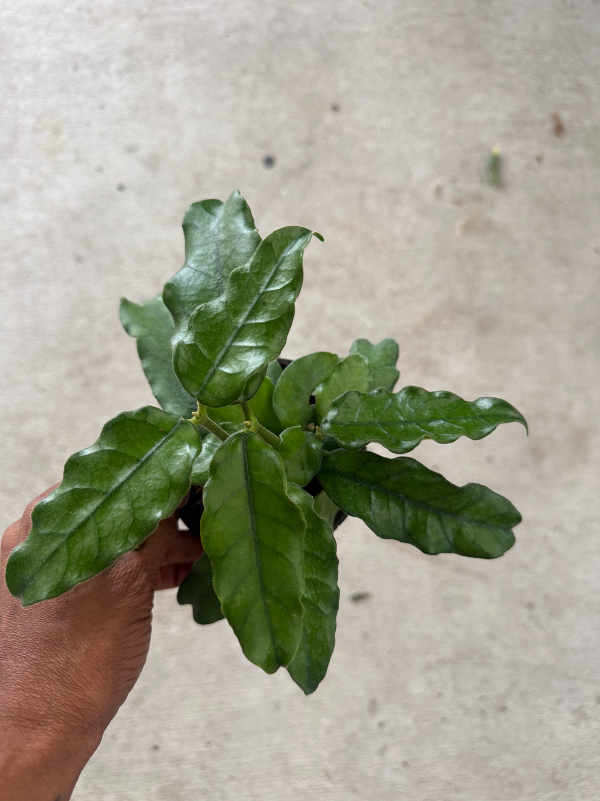 Hoya 'Villosa'