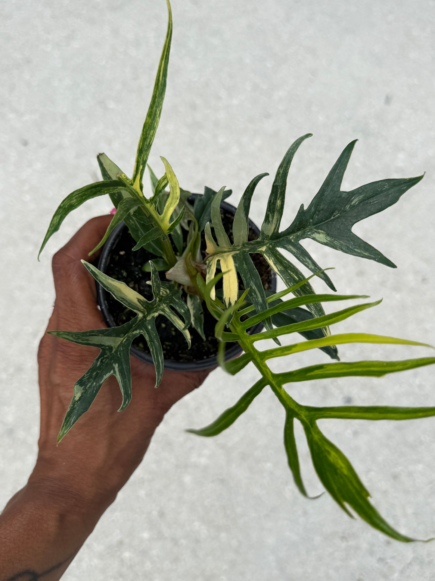Philodendron Tortum variegated