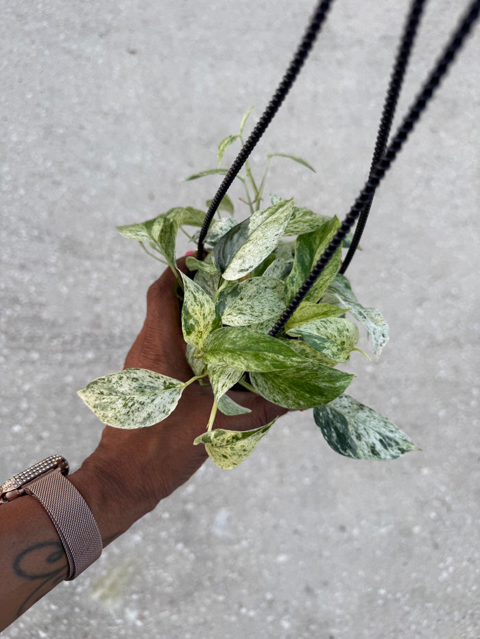 Epipremnum  Bali