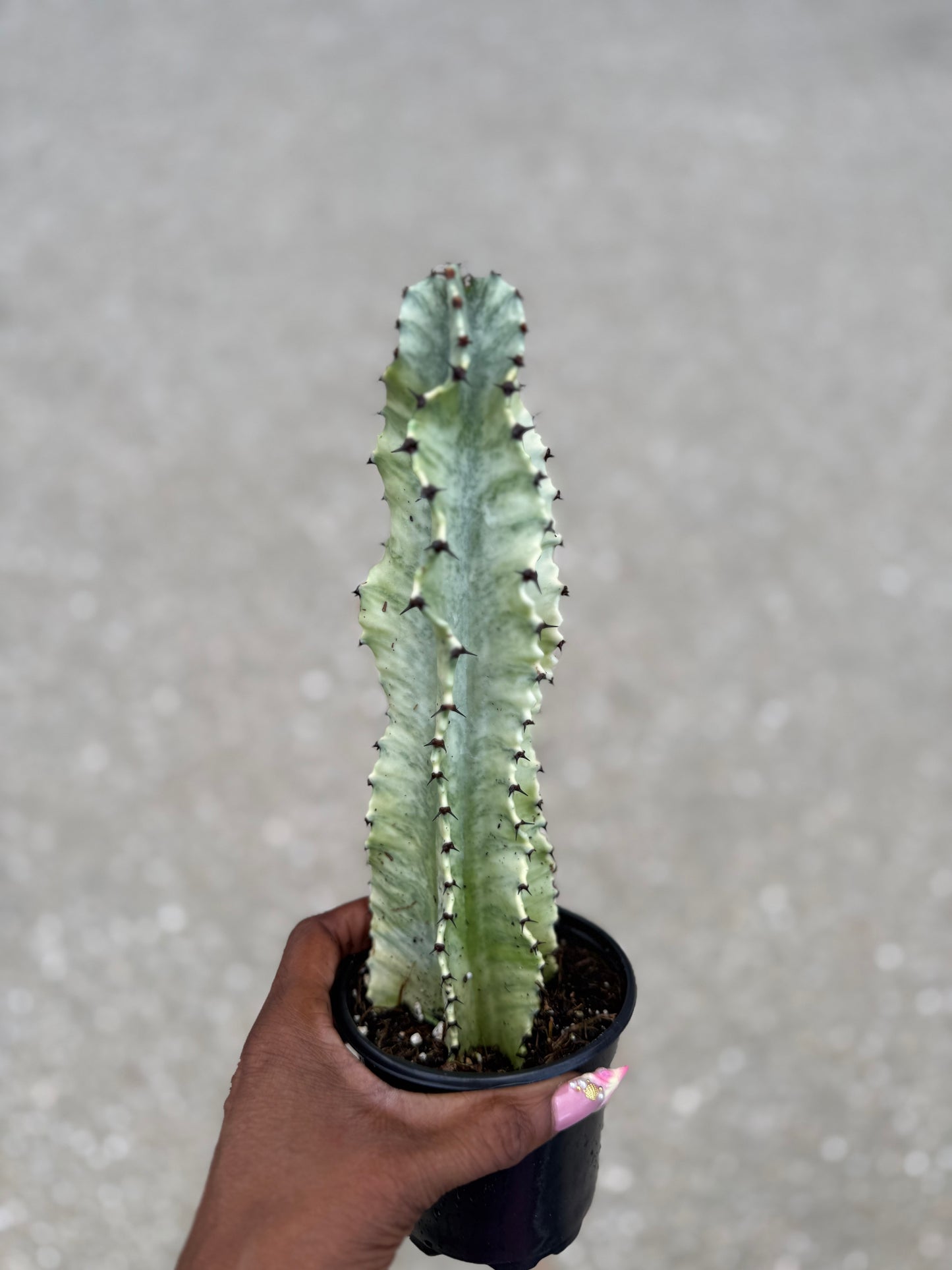 Euphorbia Ammak