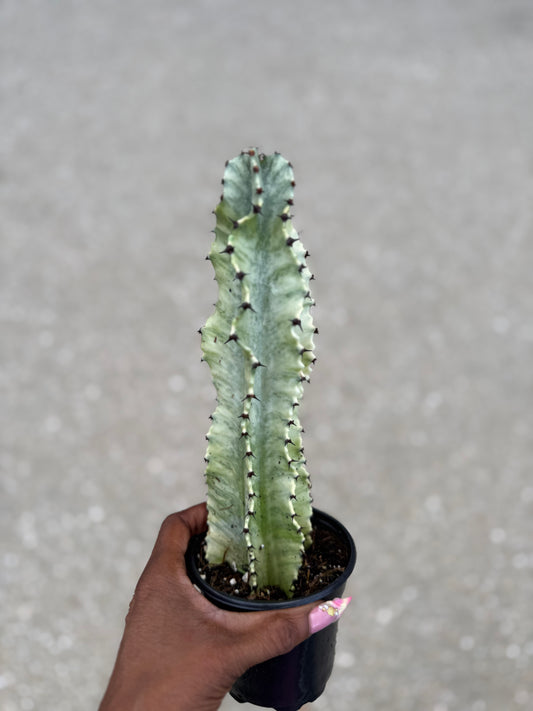 Euphorbia Ammak