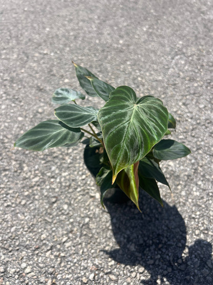 Philodendron 'Verrucosum'