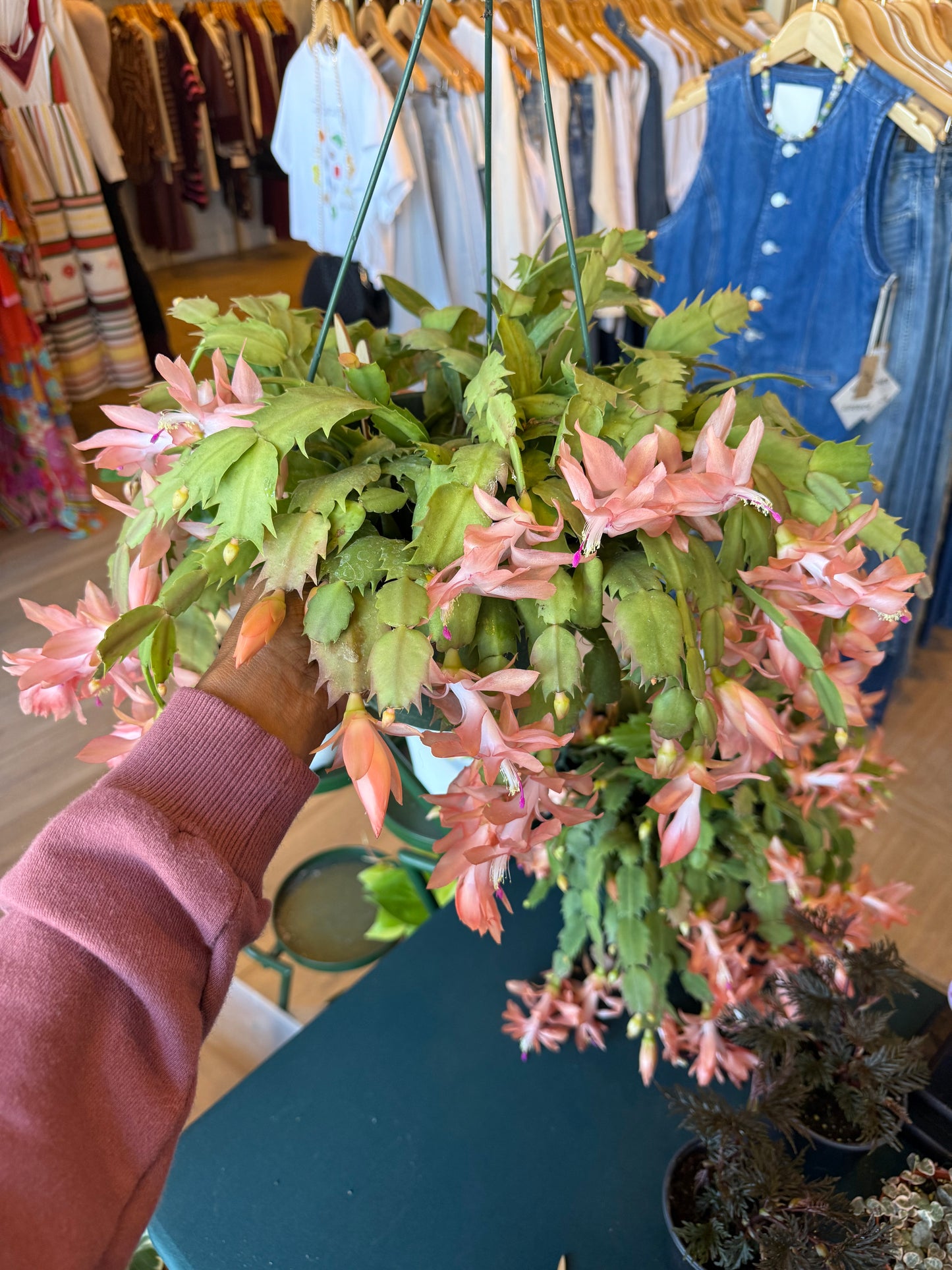 Christmas Cactus-Salmon