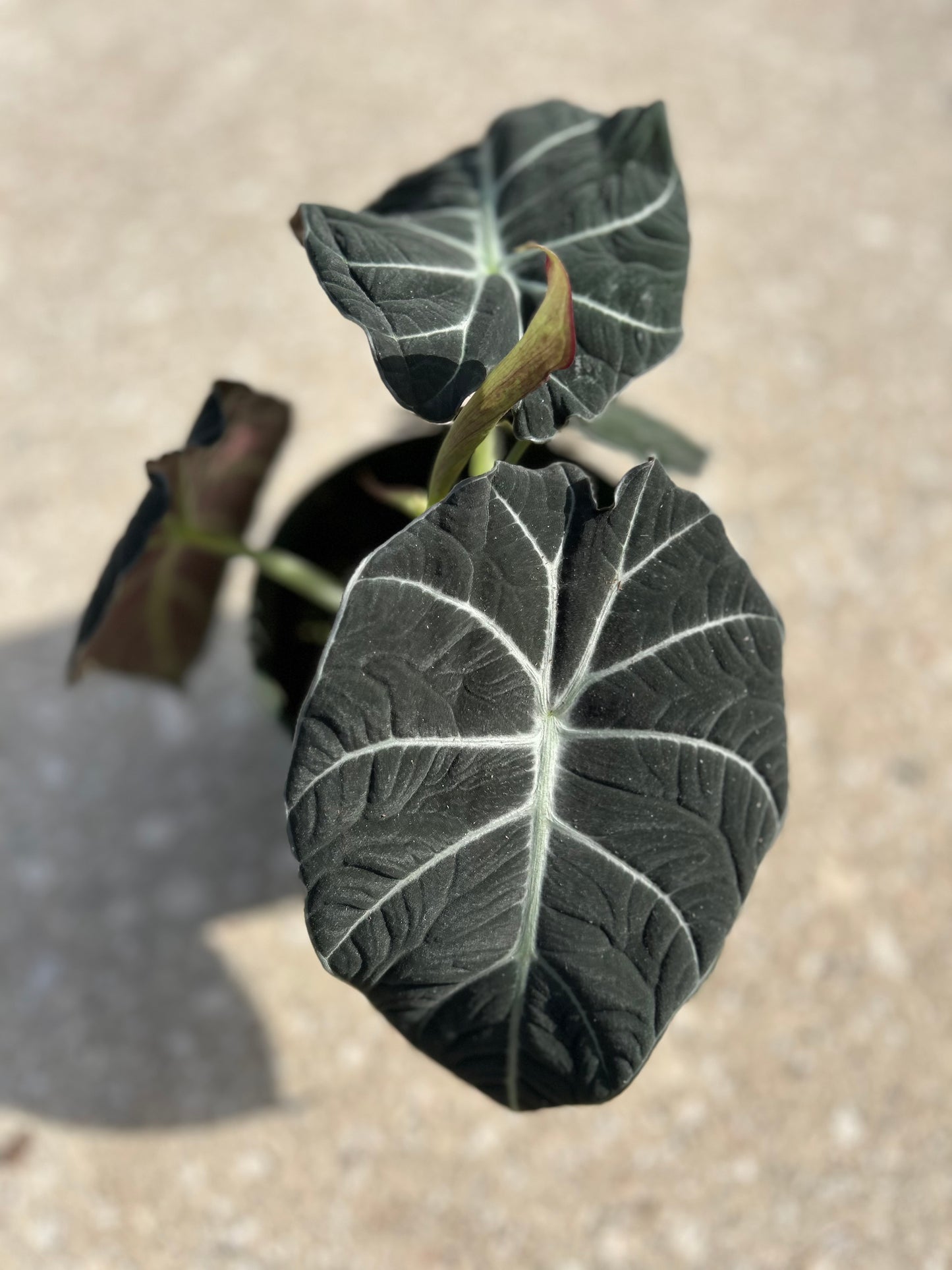 Alocasia Black velvet