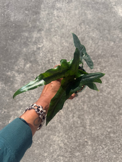 Alocasia Sabrina
