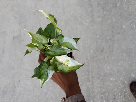 Syngonium White Princess