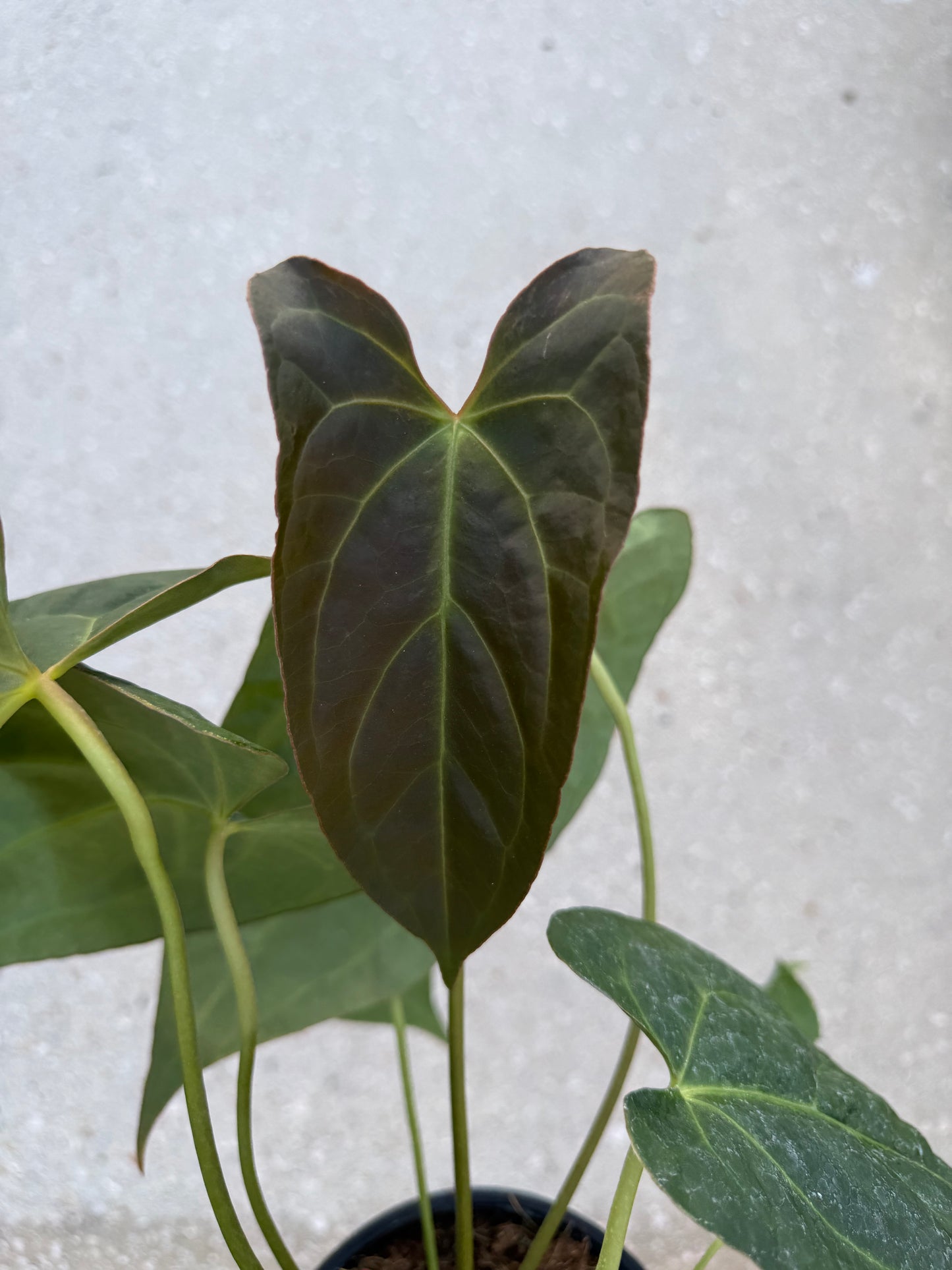 Anthurium Red Crystallinum x  Crystallinum