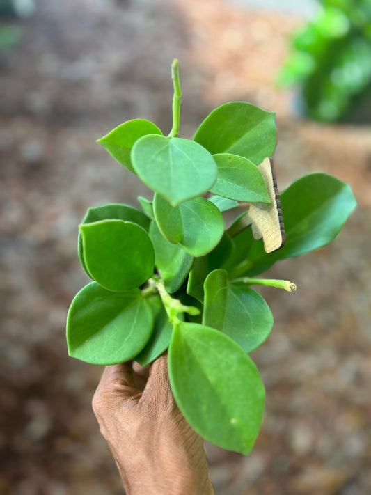 Hoya pachyclada