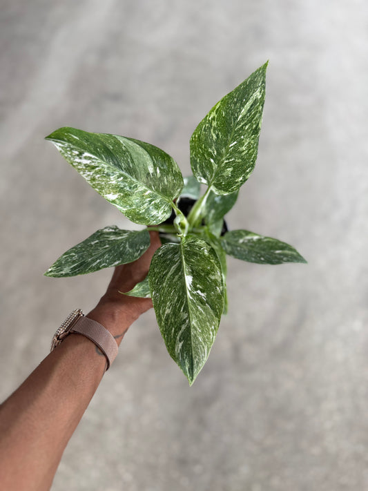 Philodendron White Princess Galaxy