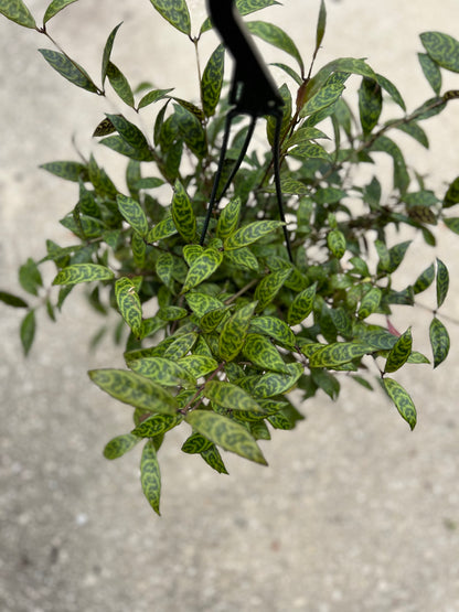 Aeschynanthus 'Lipstick Plant'