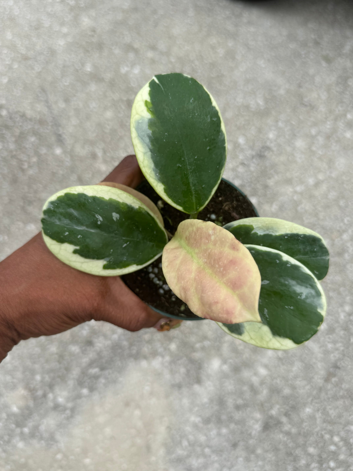 Hoya obovata albo