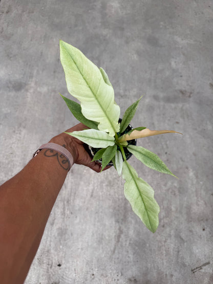 Philodendron Ring of Fire Mint
