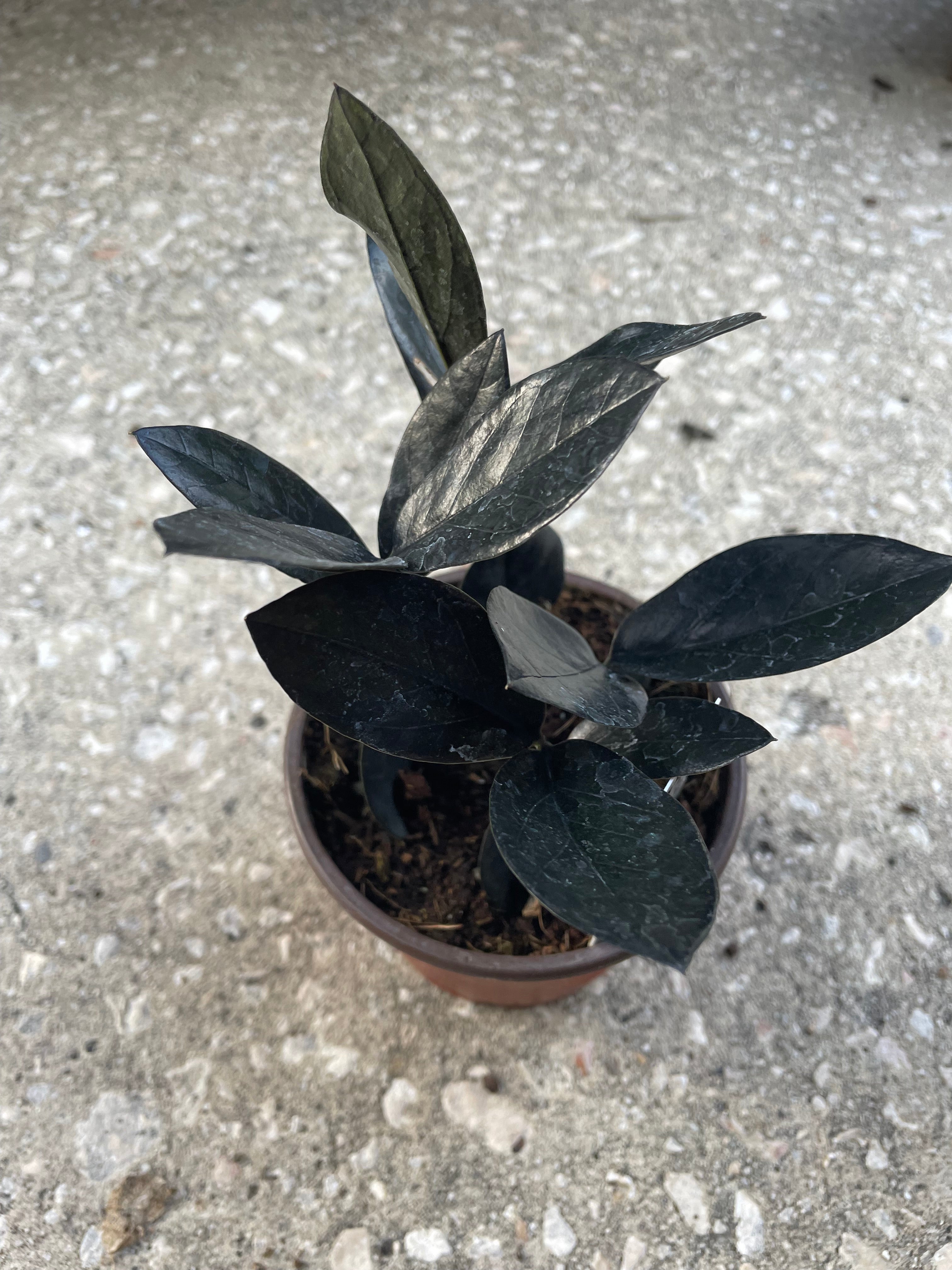 ZZ-Black Queen – Prop & Grow Plant Shop