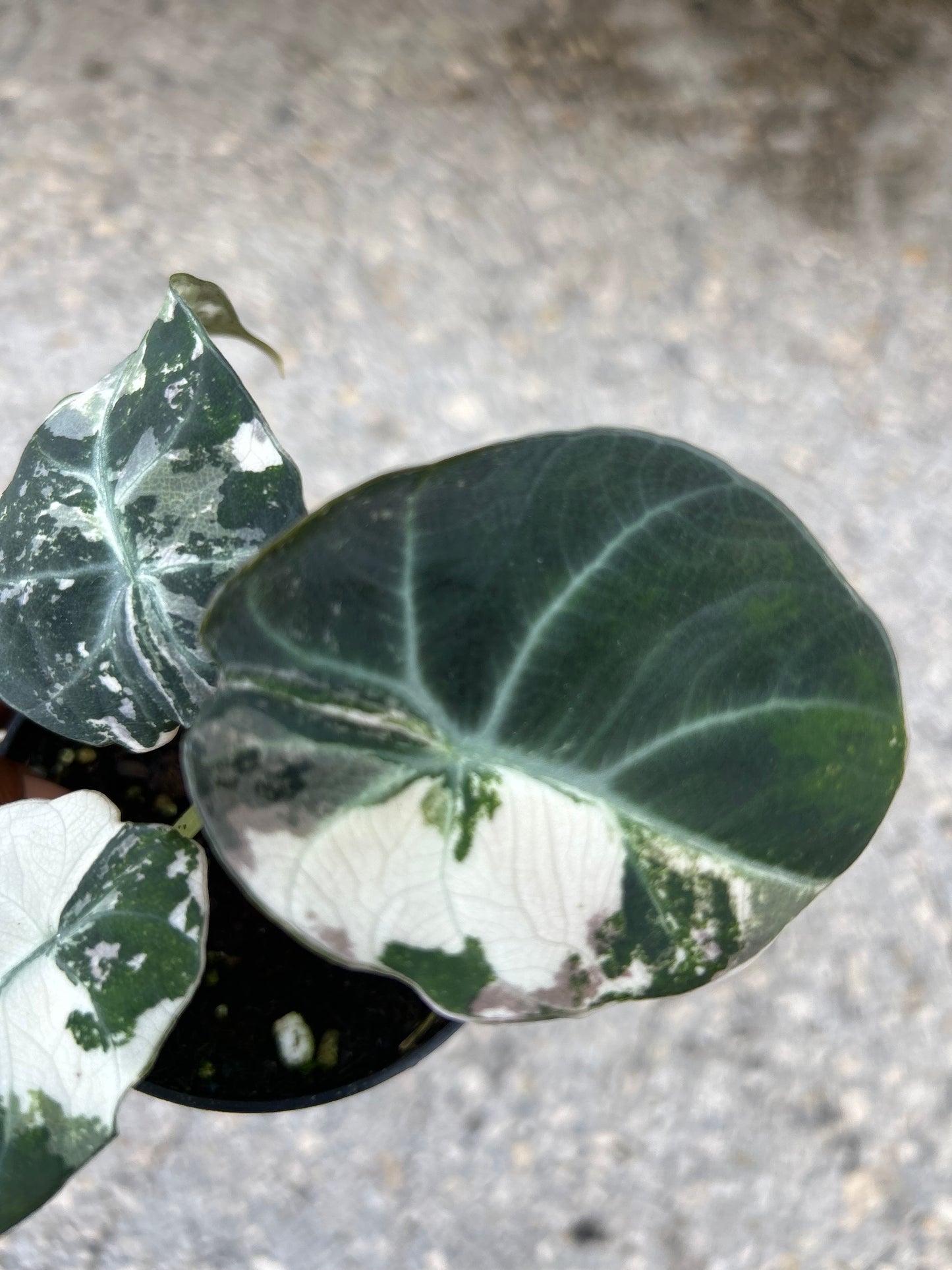 Alocasia Black Velvet Variegated “pink”