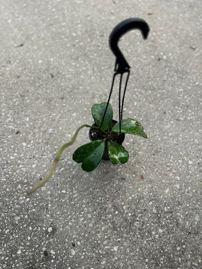 Hoya kerrii Splash
