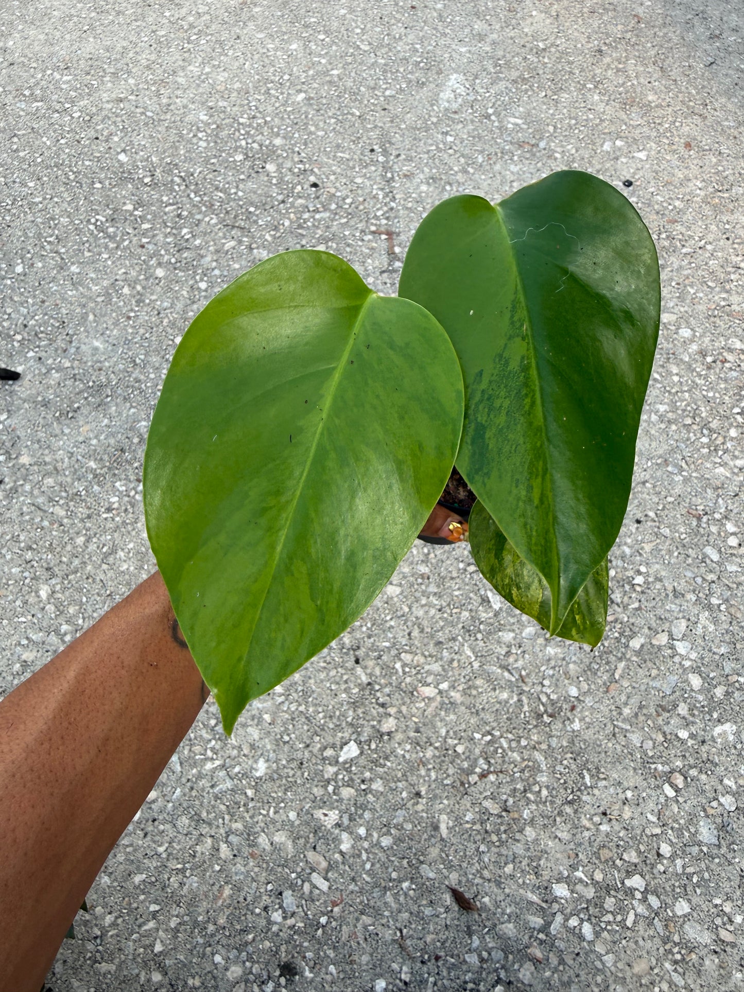 Monstera Deliciousa Aurea