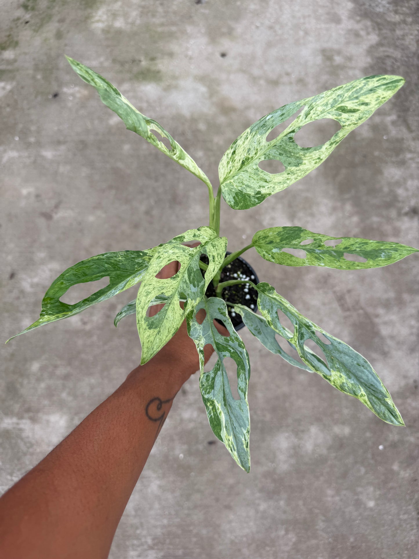 Monstera Adansonii Giant Variegated