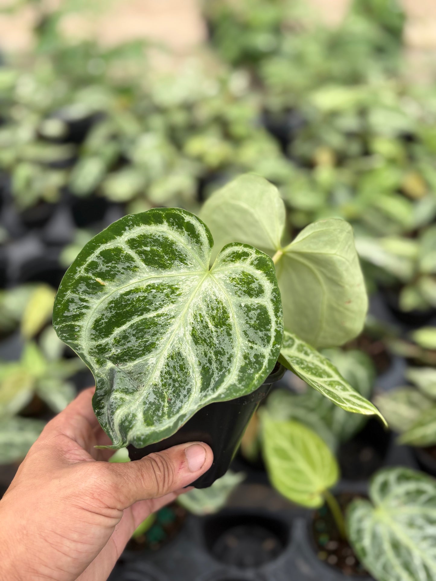 Anthurium 'Silver Blush Mint'