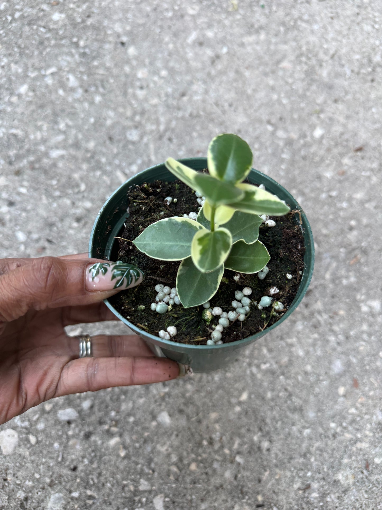 Hoya 'Cumingiana' albo