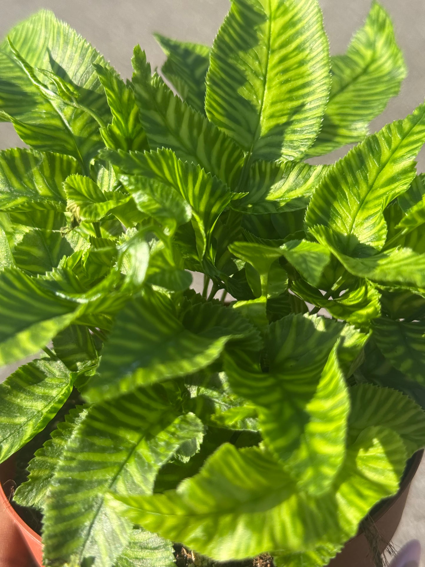Coniogramme Emeiensis 'Golden Zebra Fern'