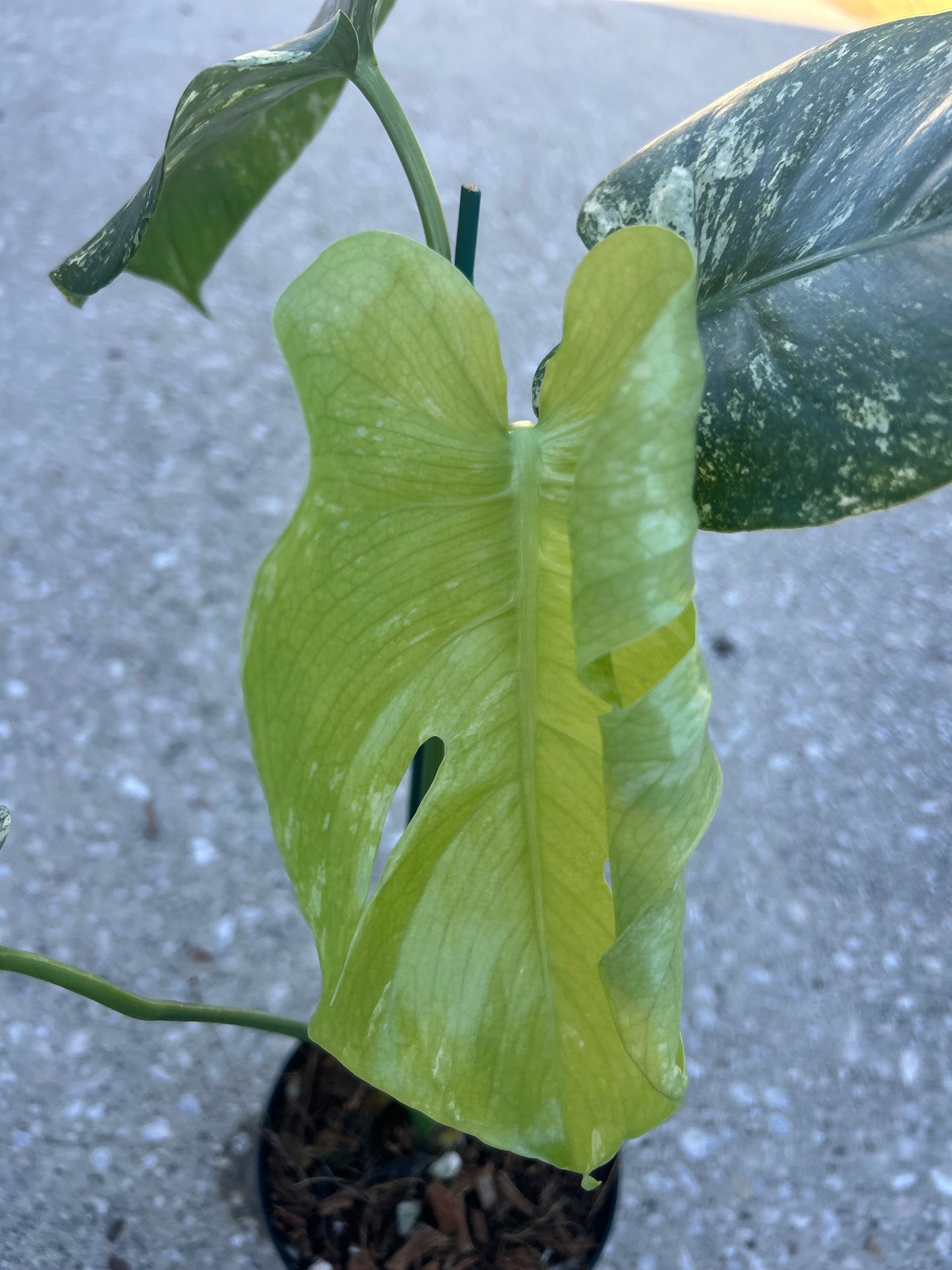 Monstera White Monster