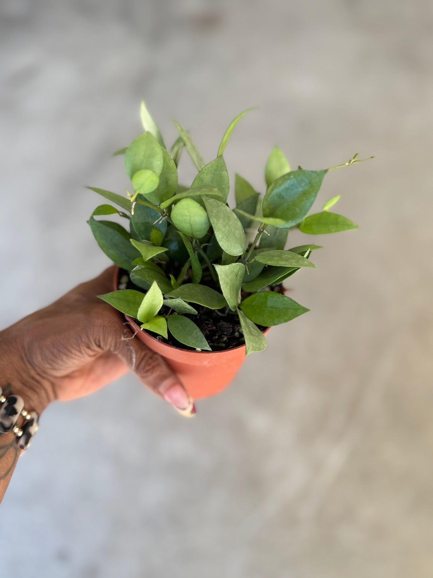 Hoya Krohiana Super Silver