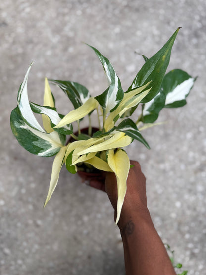 Epipremnum 'Mutant Manjula'
