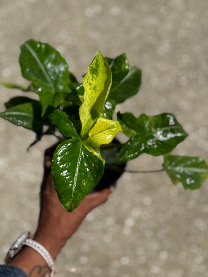 Syngonium 'Scrambled Egg'