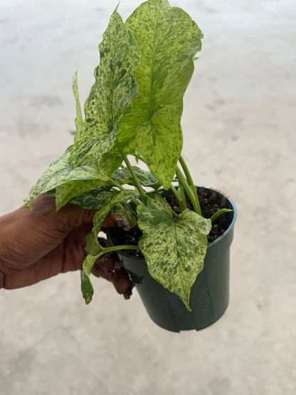 Syngonium Mottled Mojito