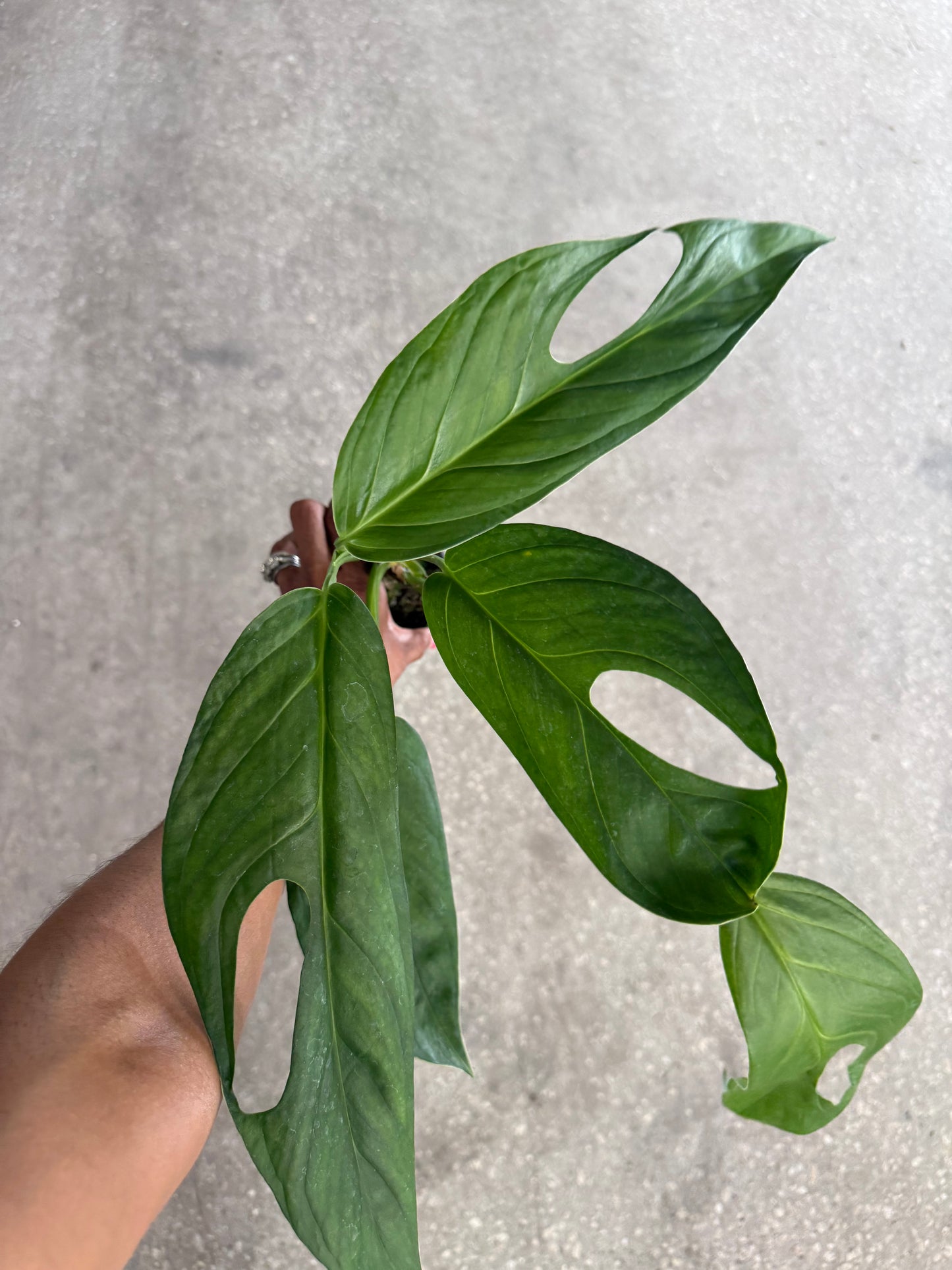 Monstera Obliqua Colombia