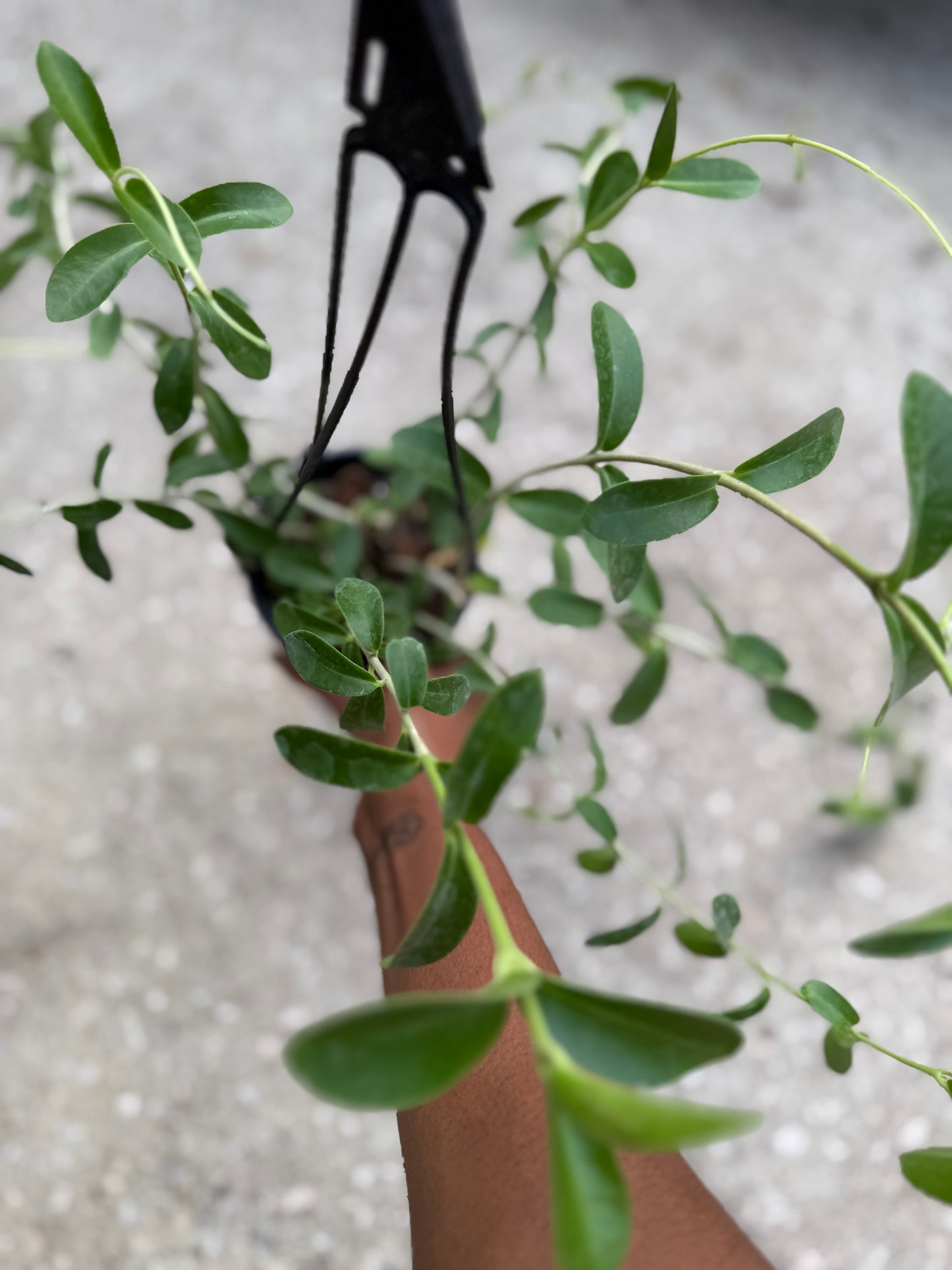 Hoya 'Cumingiana'
