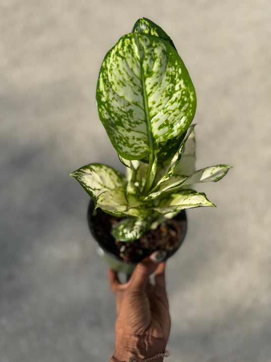 Aglaonema 'Super White'