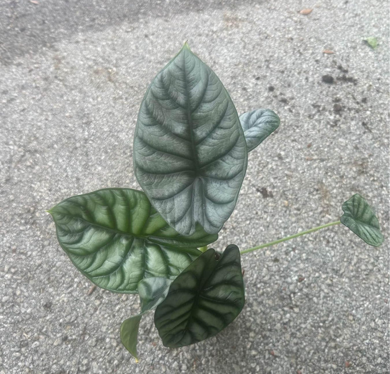 6” Alocasia pink dragon, 4” Alocasia silver dragon, 6” Alocasia black velvet with heat pack.