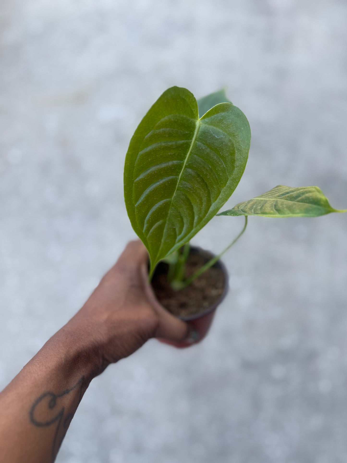 Anthurium Veitchii ‘King’