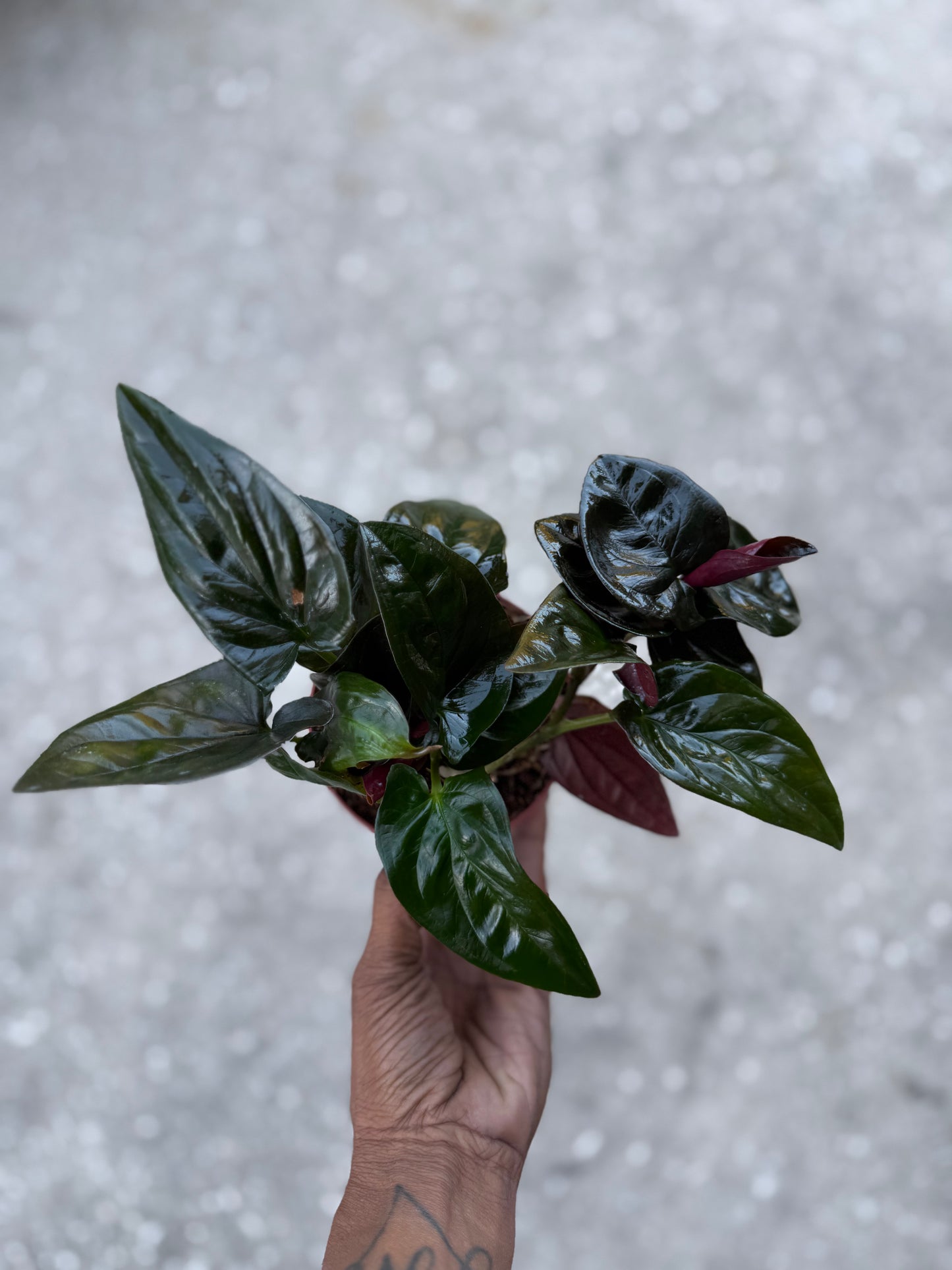 Syngonium Red Arrow