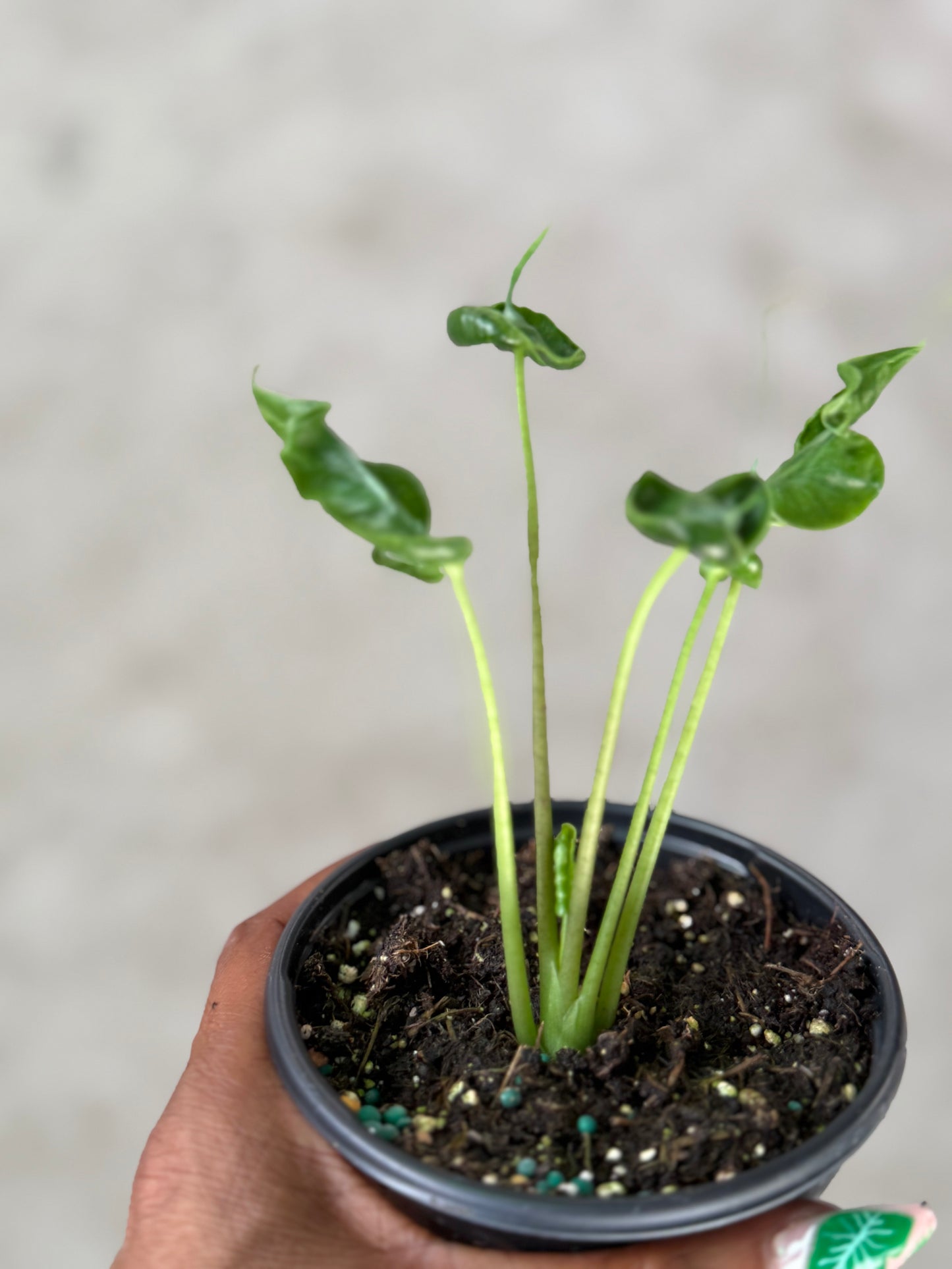 Alocasia 'Teletubbies'