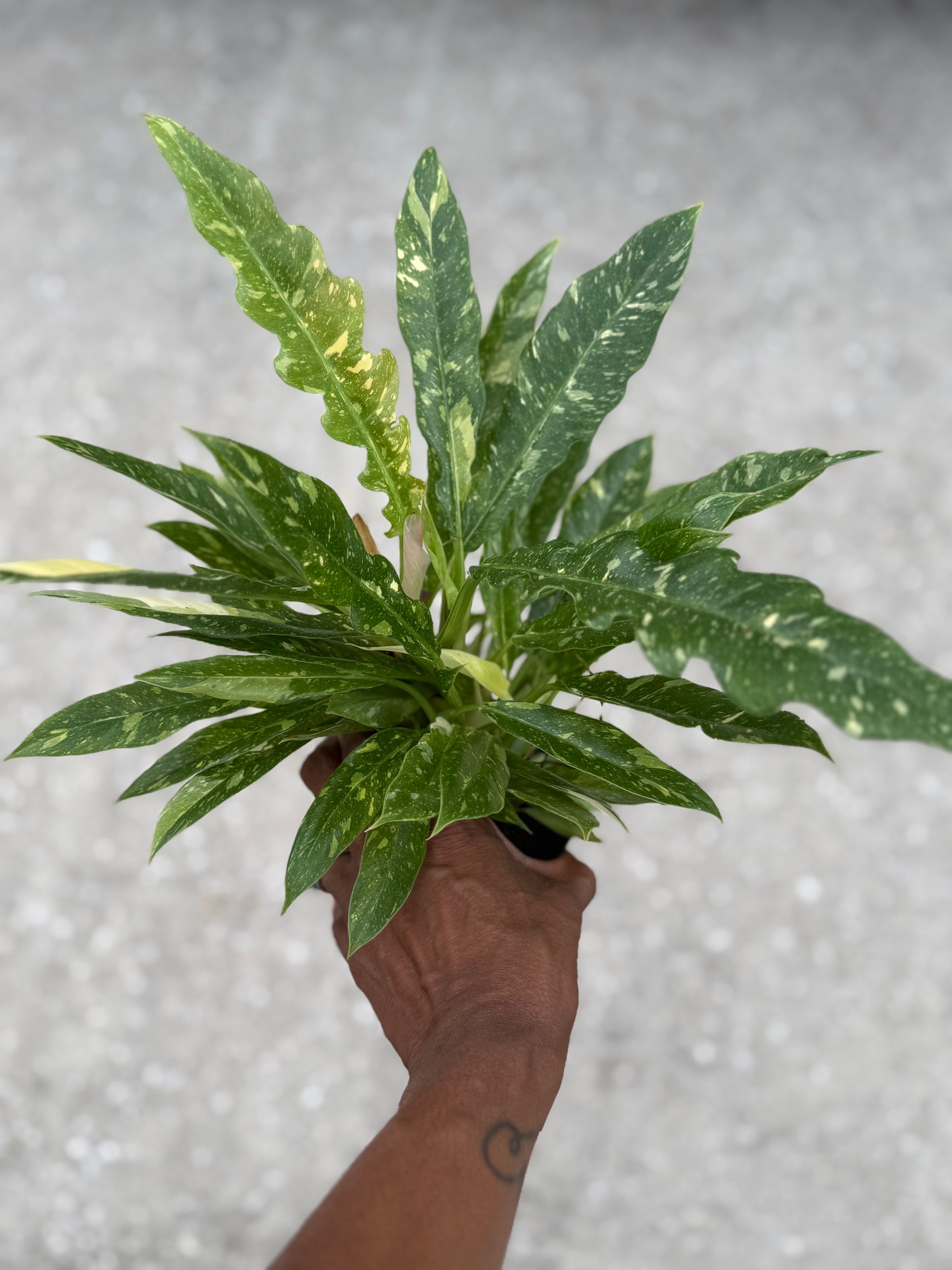 ring of fire philodendron full grown Philodendron Ring of Fire Variegated