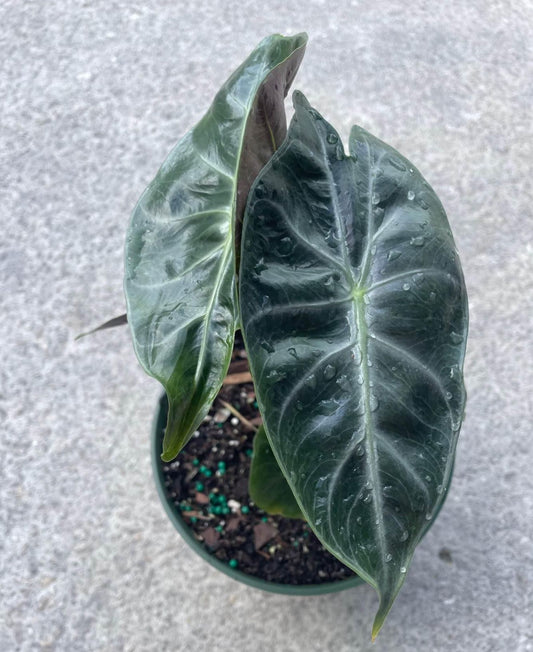 6” Alocasia pink dragon, 4” Alocasia silver dragon, 6” Alocasia black velvet with heat pack.