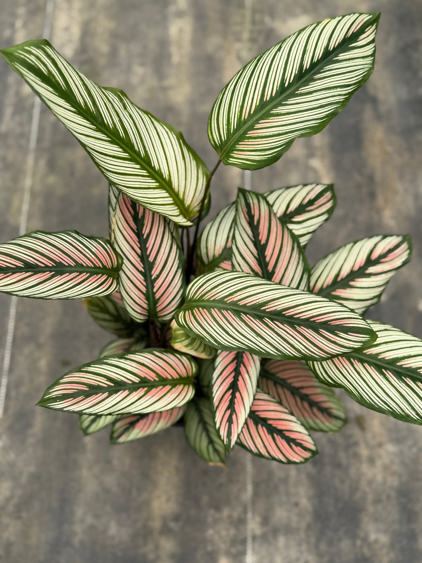 Calathea 'White Star'