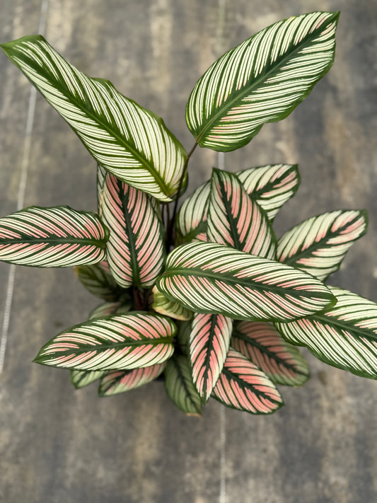 Calathea 'White Star'