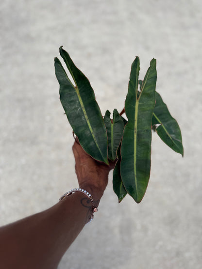 Philodendron 'Billietiae'